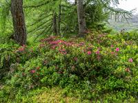 Blühende Alpenrosen Sträucher unter Lärchen